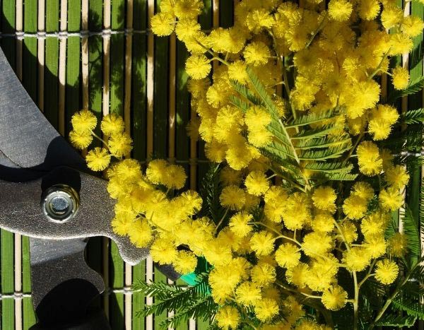 When and how to prune mimosa?