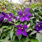 Pruning summer-flowering clematis