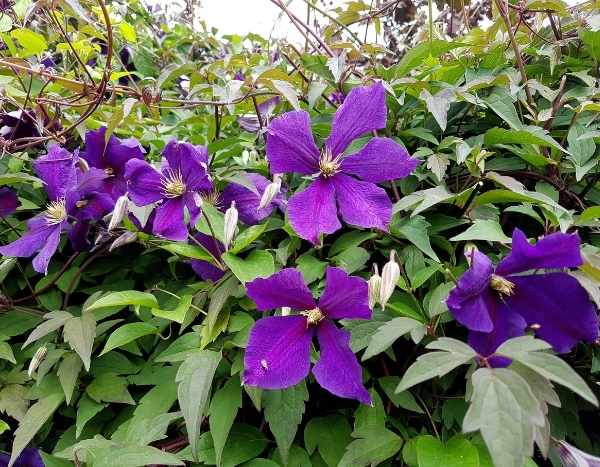 Pruning summer-flowering clematis