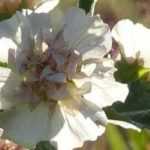 Alcalthaea : planting, pruning, maintenance