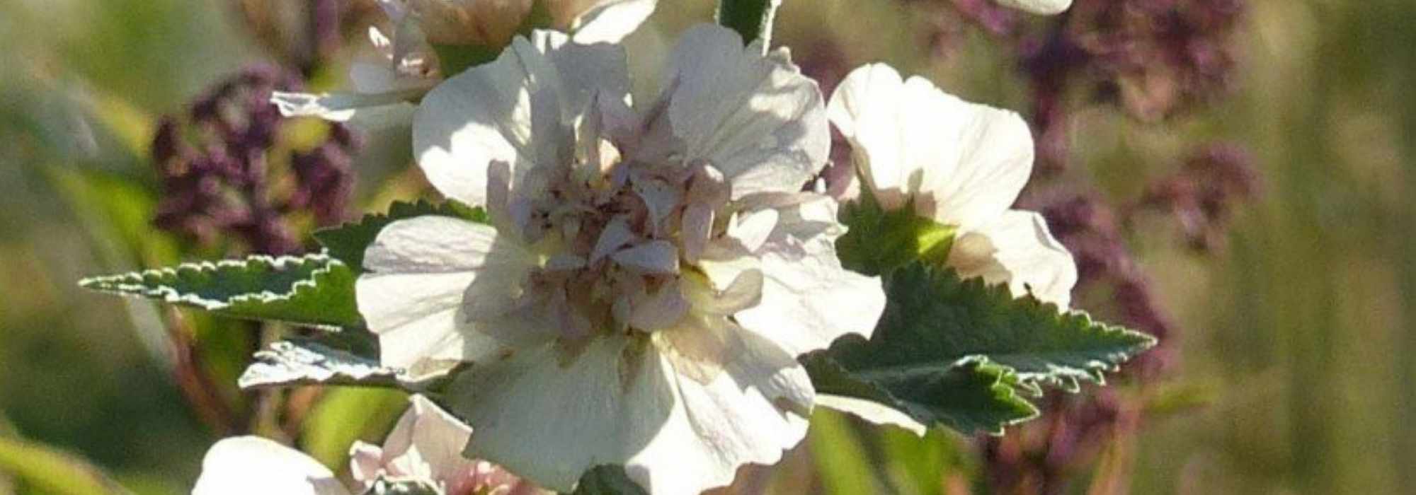 Alcalthaea : planting, pruning, maintenance