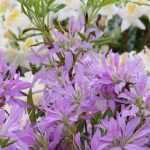 How to prune an azalea?