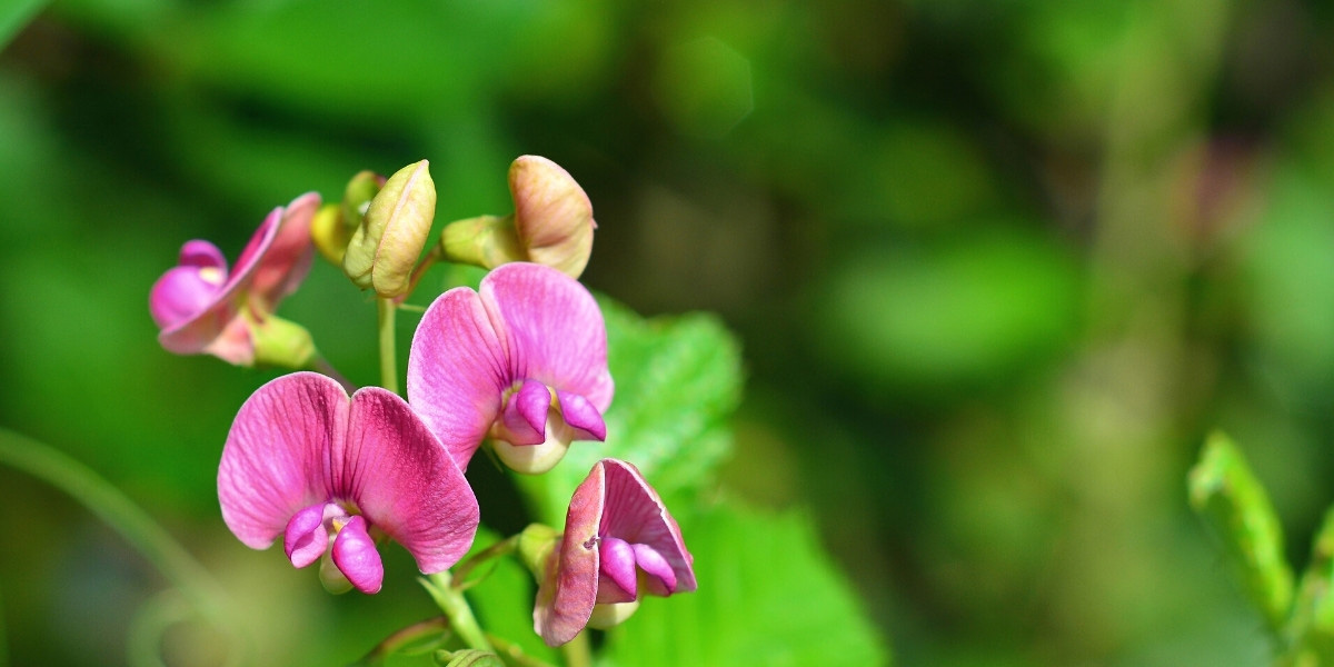 Lathyrus: Planting, Growing, and Caring