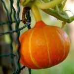 How to trellis squash?