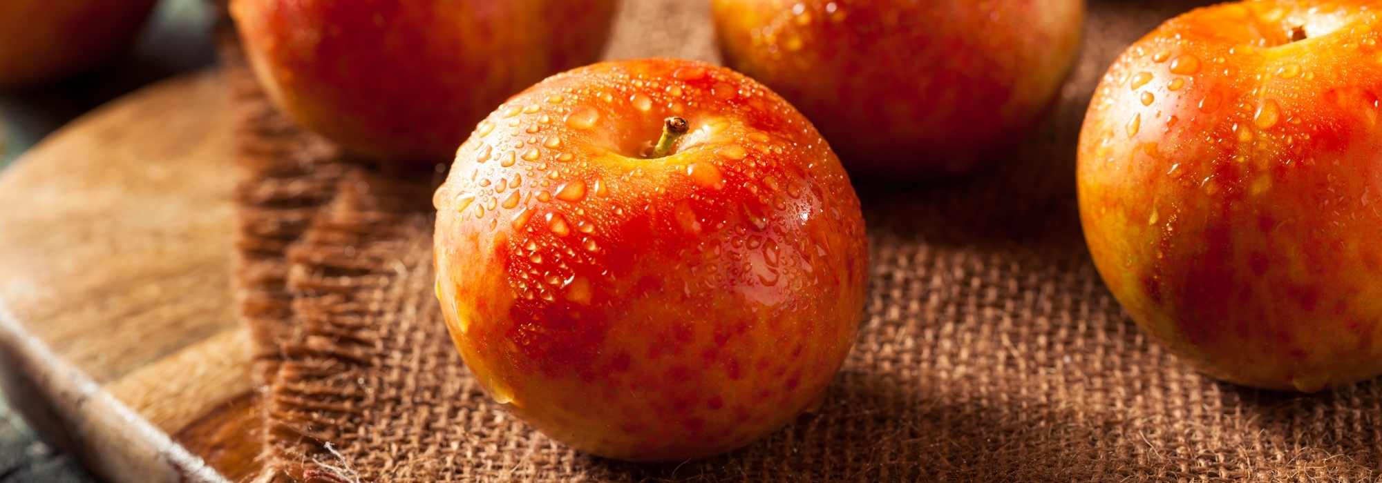 Pluot : planting, cultivation, harvest