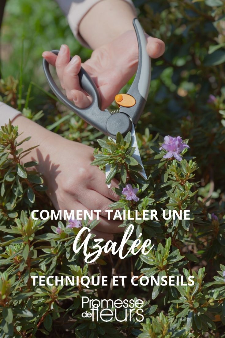 How to Prune an Azalea

Pruning your azalea is essential to maintain its shape, encourage bushier growth, and enhance its flowering potential. Here’s a step-by-step guide on how to effectively prune your azalea:

1. **Timing**: The best time to prune azaleas is immediately after the blooming period ends. This is typically in the late spring or early summer. Pruning at this time allows the plant to focus on producing new growth which will bear next year's flowers.

2. **Tools**: Use sharp, clean pruning shears. This ensures clean cuts that heal quickly and reduces the risk of spreading diseases.

3. **Assessment**: Before you start pruning, take a moment to assess your azalea. Look for dead, diseased, or damaged branches, which should be removed first.

4. **Shaping**: After removing the unwanted branches, focus on shaping the azalea. Aim to create a slightly rounded shape that looks natural yet tidy.

5. **Thinning**: To ensure that light and air can penetrate the interior of the plant, thin out some of the denser areas. This promotes healthier growth and reduces the risk of disease.

6. **Rejuvenation**: If your azalea has become very overgrown, consider rejuvenation pruning. This involves cutting back most of the branches to about 12 to 18 inches from the ground. It's a drastic measure but can help restore vigour to an old plant.

7. **Cleanup**: After pruning, clean up all the cuttings from around the base of your azalea. This helps prevent any disease from spreading and keeps your garden tidy.

By following these steps, you can keep your azalea looking vibrant and healthy, ensuring it continues to flourish year after year.