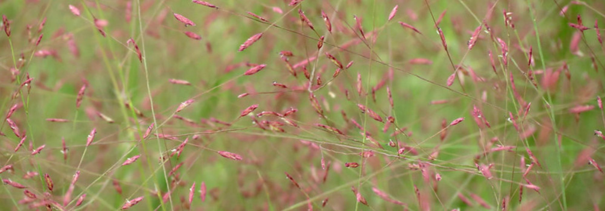 Eragrostis - Love grass: planting, growing and caring