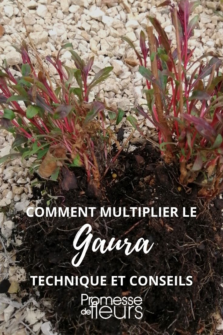 multiply gaura by sowing, dividing, and taking cuttings