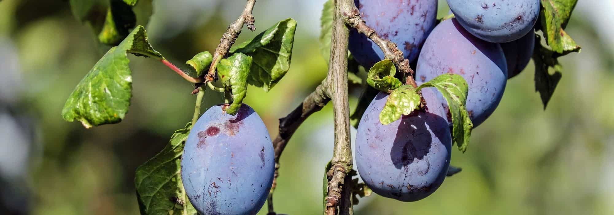 How to prune a plum tree?