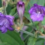 Strobilanthes - Strobilanthes: planting, growing and caring