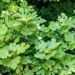 Pruning fig tree: everything you need to know for perfect pruning