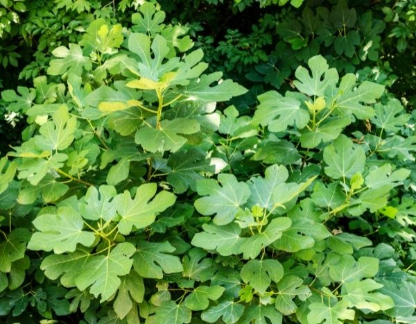 Pruning fig tree: everything you need to know for perfect pruning