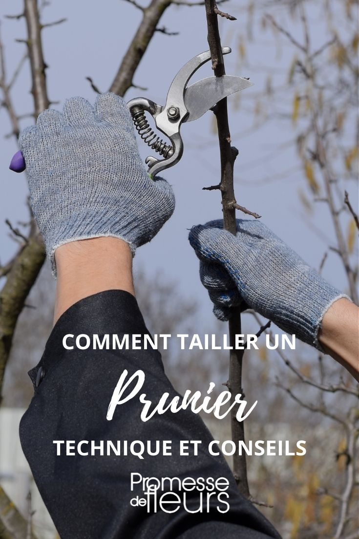 [pruning_guide plant="prunier" season="winter"]