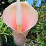 Amorphophallus : planting and caring