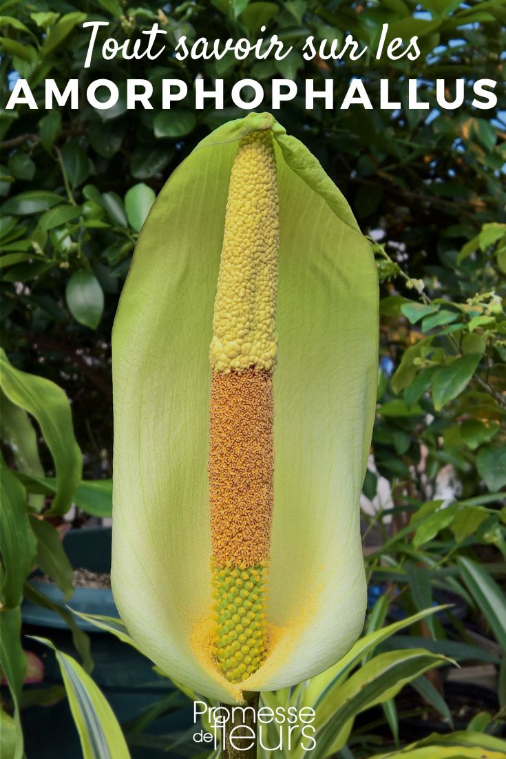 [plant ficha_plant="Amorphophallus"]