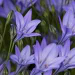 Triteleia - Brodiaea: Planting, Growing and Caring