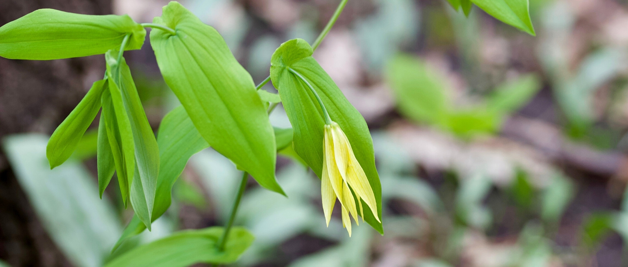 Uvularia: planting, growing and care