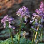 Corydalis bulbous : planting, growing, and care