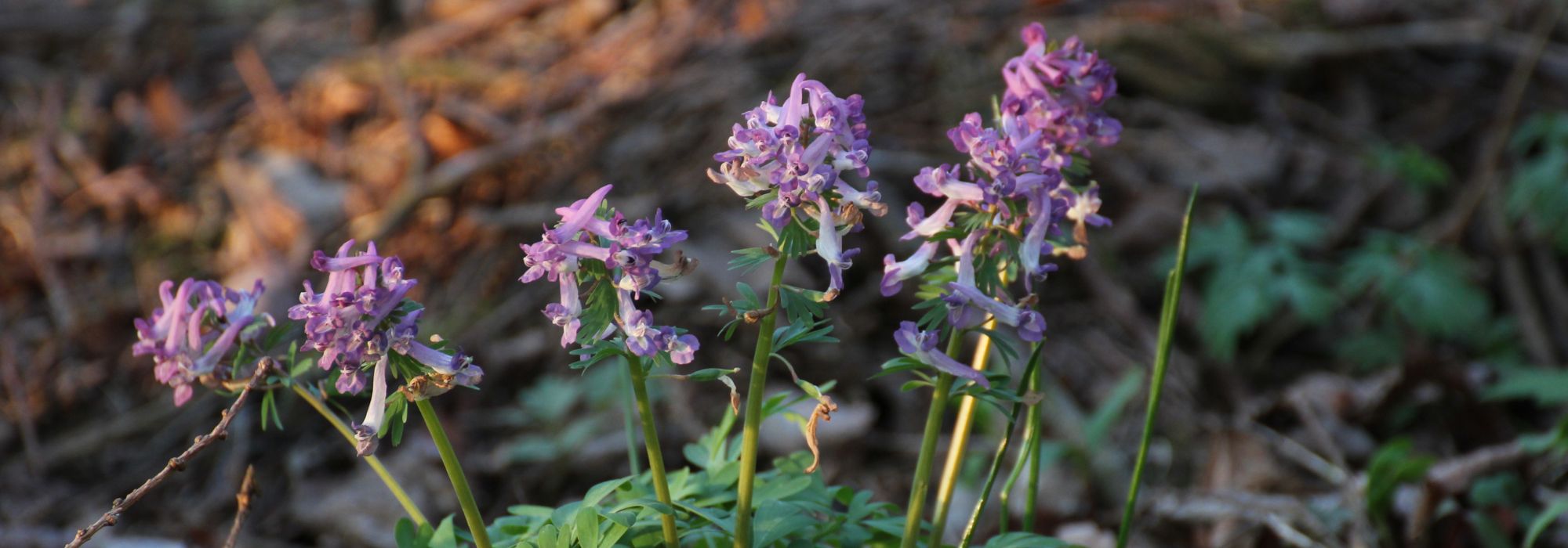 Corydalis bulbous : planting, growing, and care