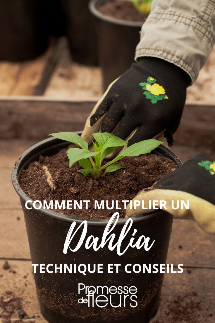 dahlia cutting division sowing