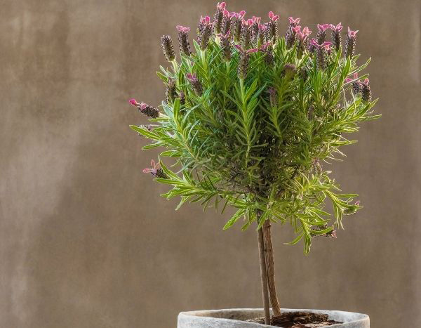 Train lavender as a standard