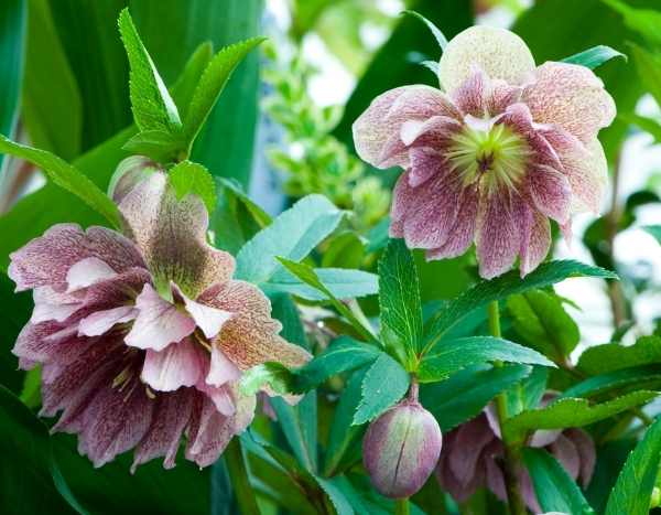 Propagating hellebore
