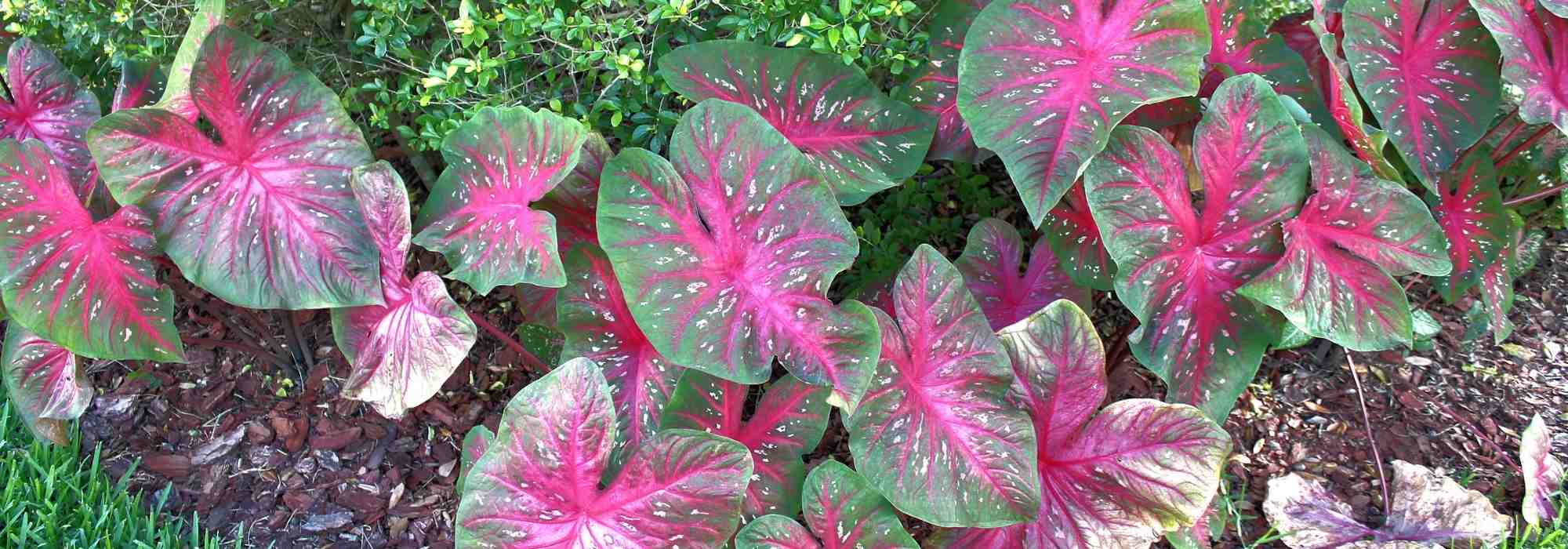 Caladium, Elephant ear: planting and growing
