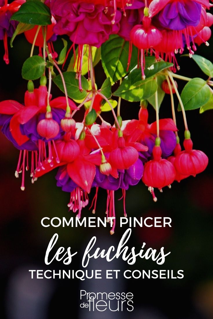 pruning fuchsias
