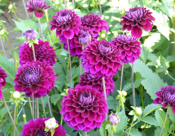 How to pinch dahlias to get more flowers?