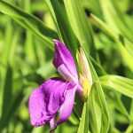 Roscoea: Planting, Growing and Caring