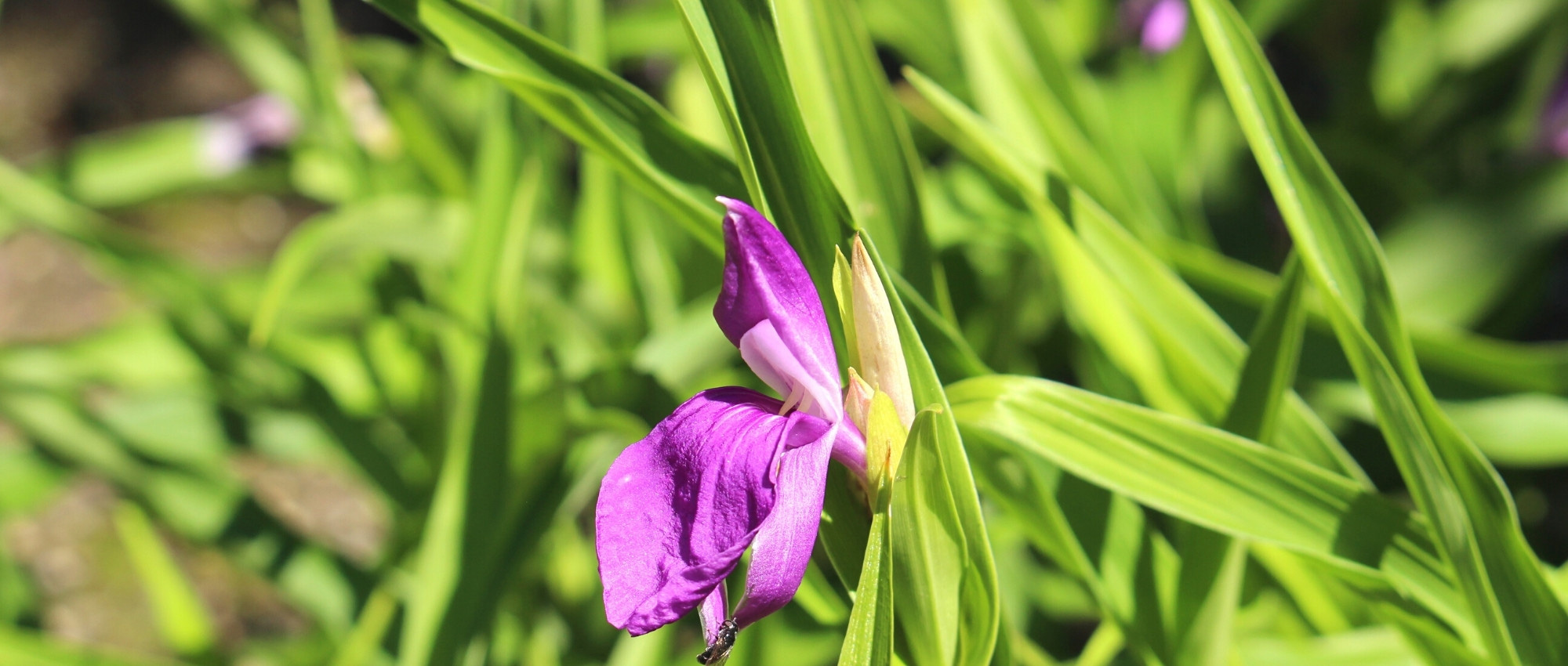 Roscoea: Planting, Growing and Caring