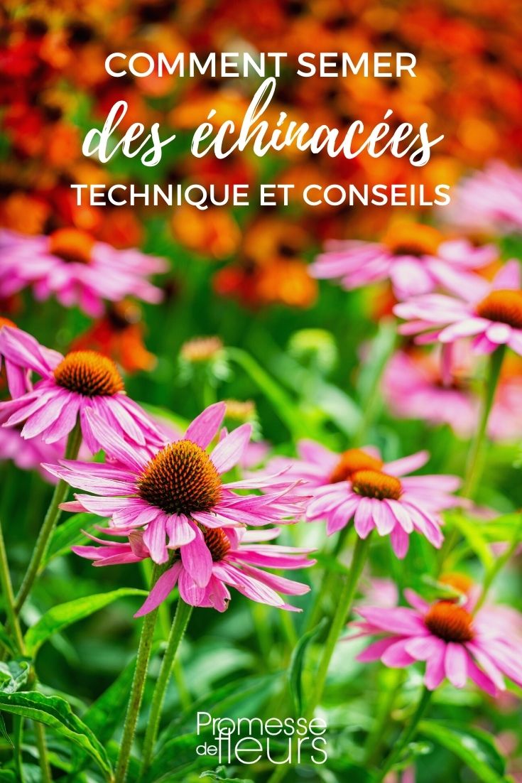 Sowing Echinacea