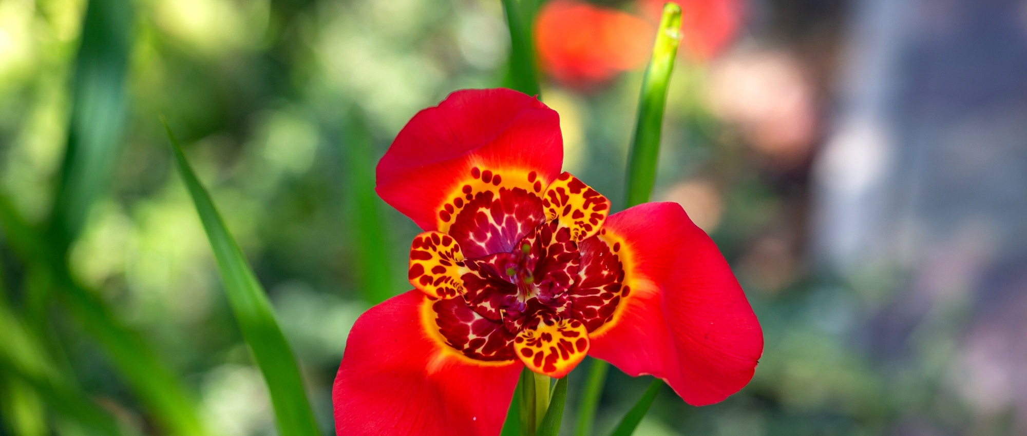 Tigridia: planting, growing and care