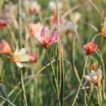 Homeria, Cape Tulip: Planting, Growing, and Care