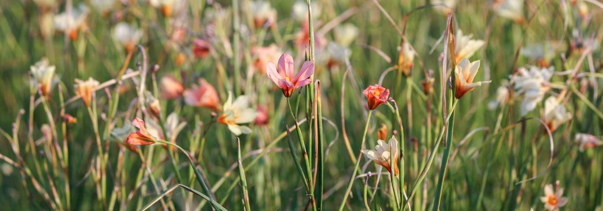 Homeria, Cape Tulip: Planting, Growing, and Care
