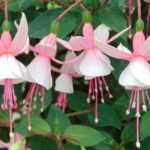 Propagate fuchsia