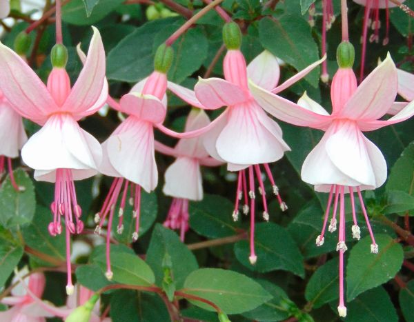 Propagate fuchsia