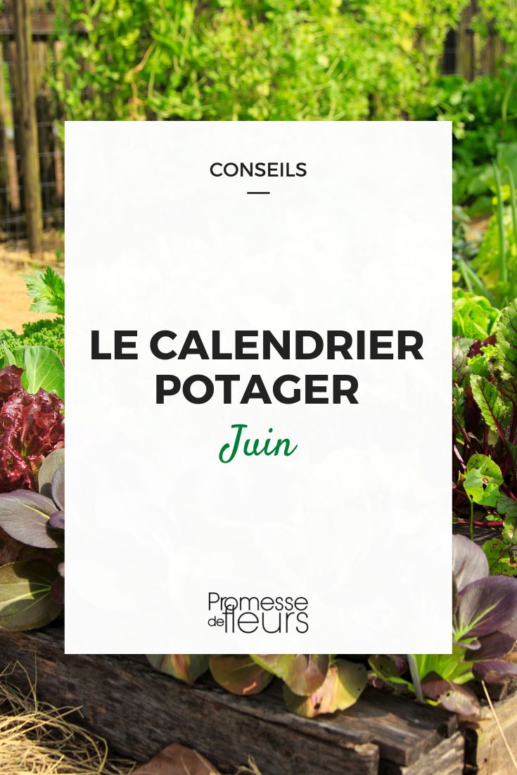 [plant_calendar month="June"]