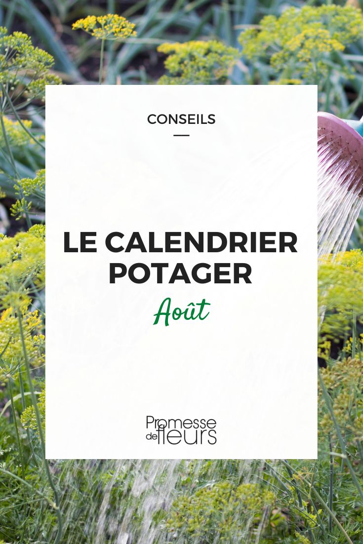 [title]August Vegetable Garden Work[/title]

In August, it's time to harvest {glossary}vegetables{glossary} such as tomatoes, cucumbers, and courgettes. Don't forget to water regularly and remove any weeds to ensure a bountiful harvest. Additionally, consider sowing winter vegetables like kale and spinach for a continuous supply throughout the colder months. Happy gardening!