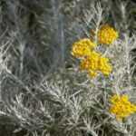 How to propagate Helichrysum ?