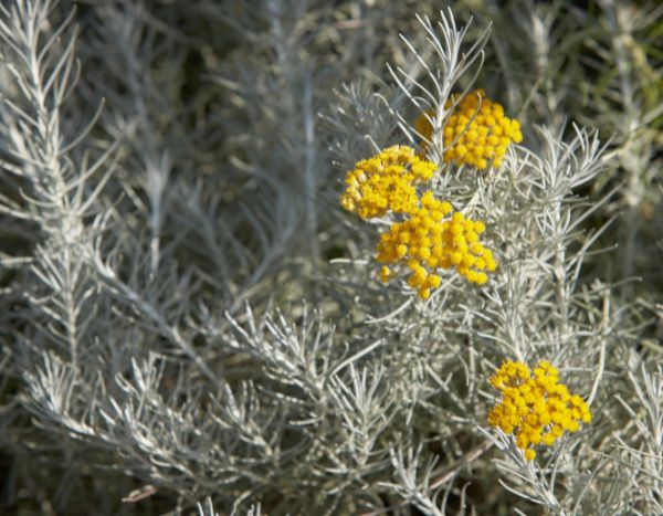 How to propagate Helichrysum ?