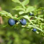 How to propagate a blueberry bush?