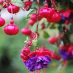 How to pinch fuchsias to encourage more flowers?