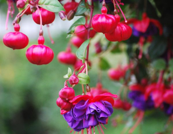 How to pinch fuchsias to encourage more flowers?
