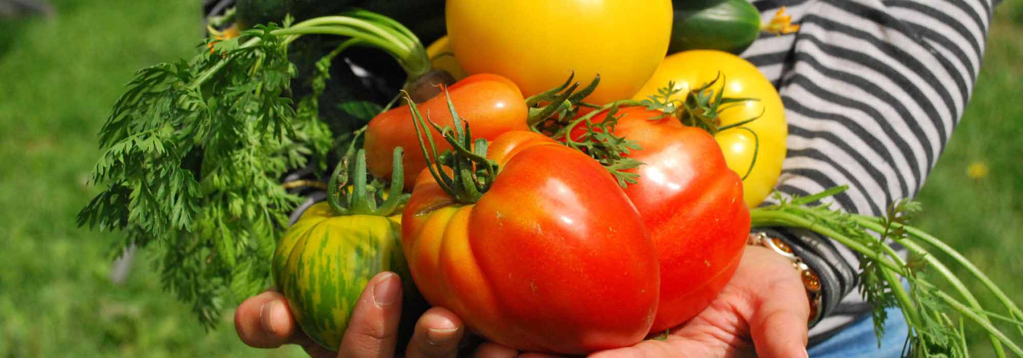 Vegetable garden calendar - July