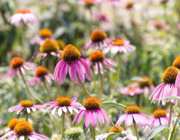 How to sow Echinacea or Purple Rudbéckia ?