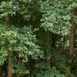 The alder: planting and growing