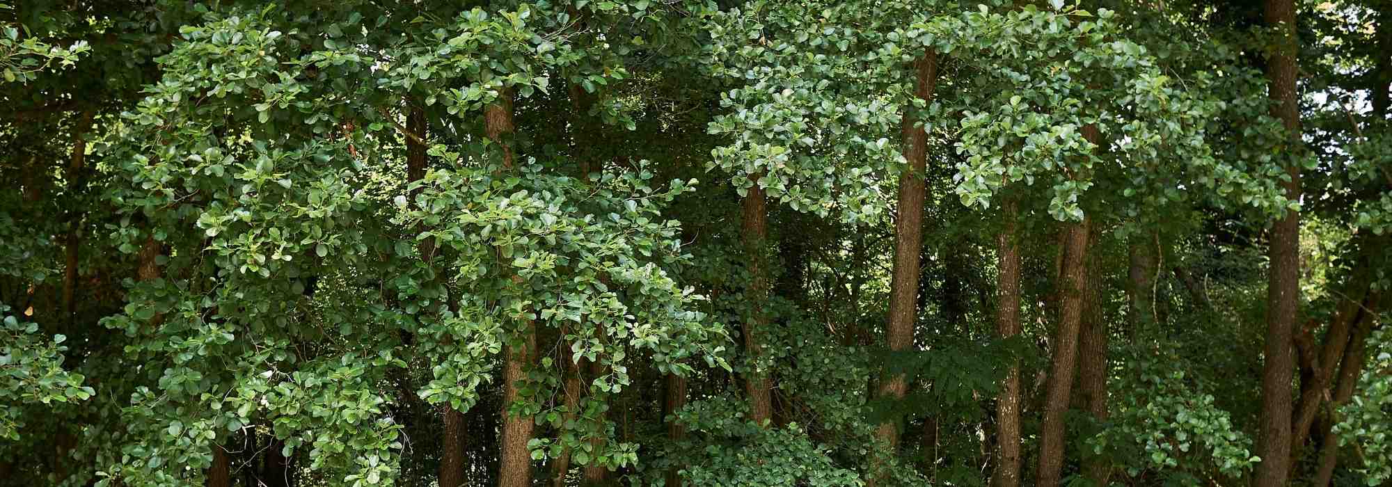 The alder: planting and growing