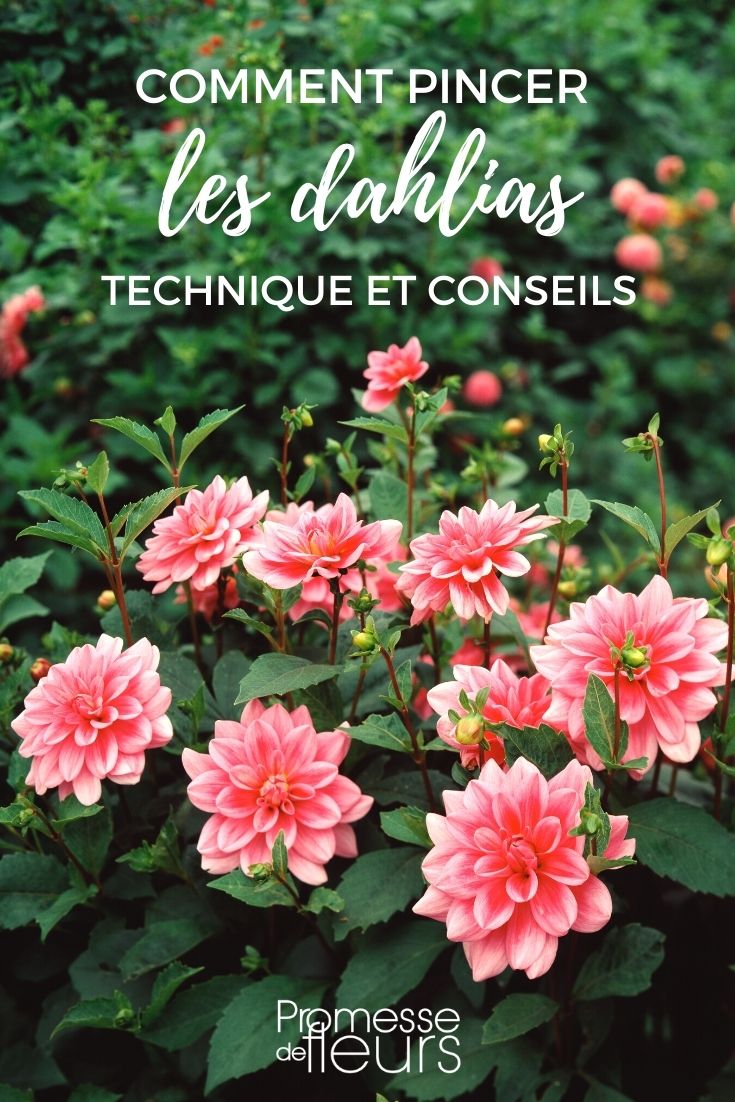 pinching dahlia pruning