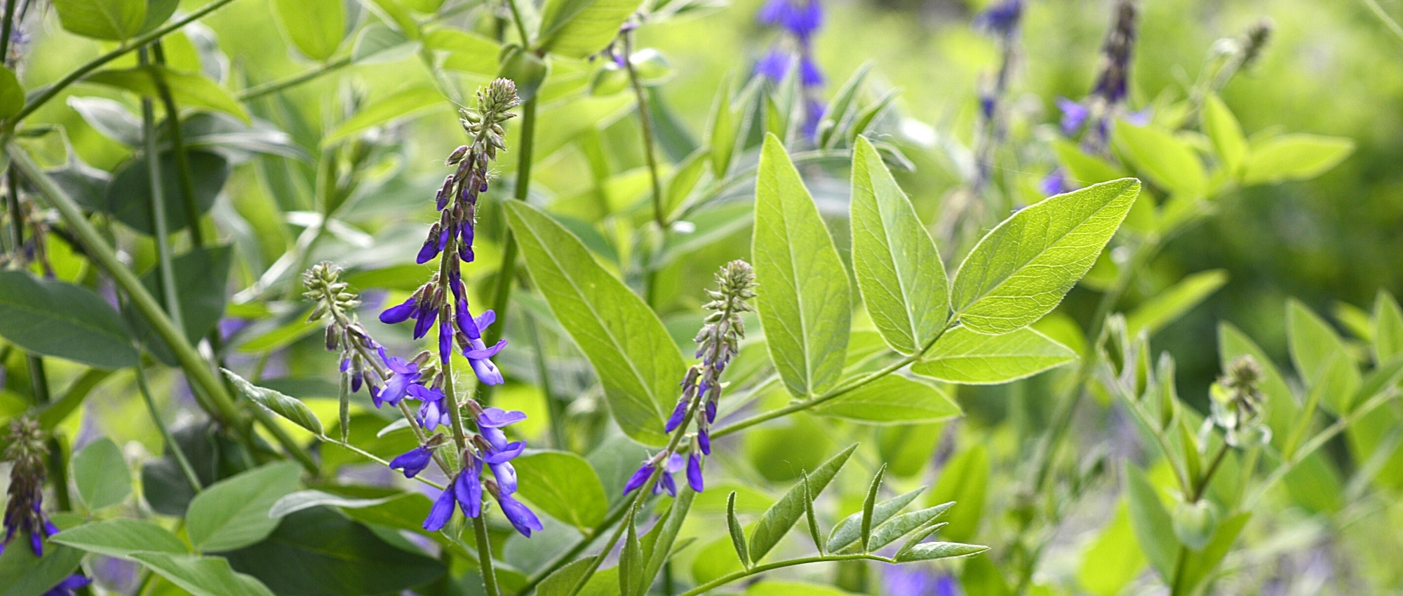 Galega: planting, growing, and care